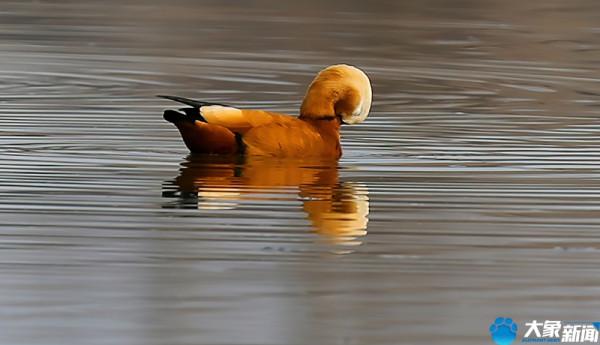 請叫我“赤麻鴨”，我不是鴻雁更不是野鴨子