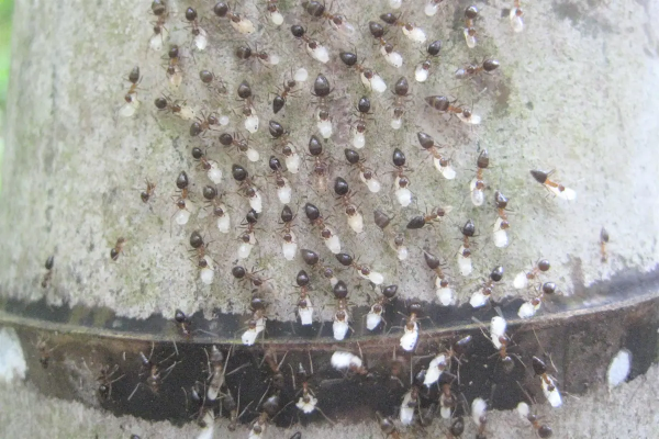 有罕見物種,福建膜翅目昆蟲生態攝影展,共計22種 有罕見物種,福建膜翅目昆蟲生態攝影展,共計22種