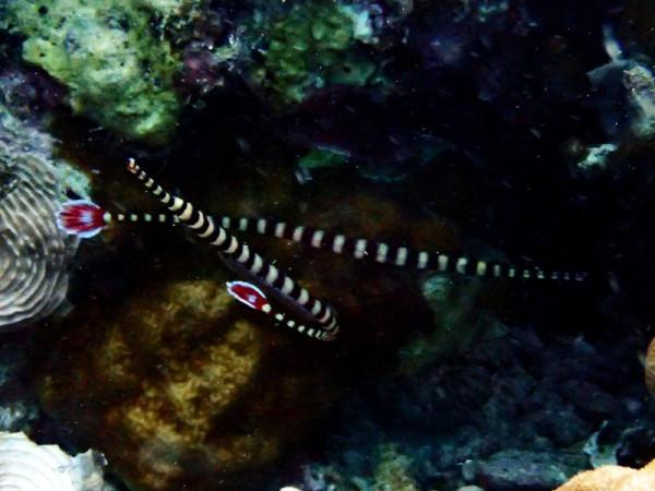 海生物292：火尾海龍