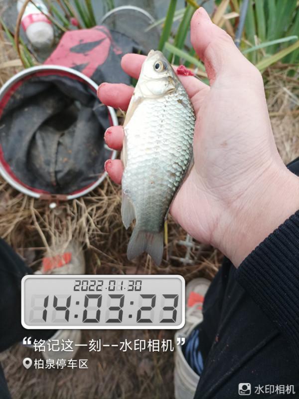 來自北賽湖探釣意外發現——外來物種