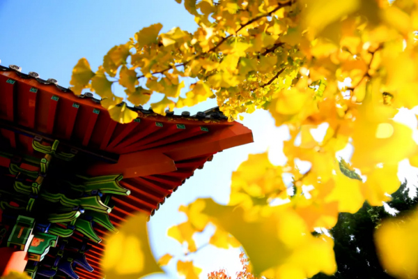 就算為了愛情,也要來赤山看紅葉,源於一個古老的傳說! 就算為了愛情,也要來赤山看紅葉,源於一個古老的傳說!