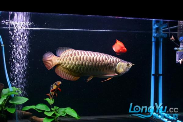 「全紀錄」金龍魚從高背到寶石到高背到B過,最終成為過背金龍魚 「全紀錄」金龍魚從高背到寶石到高背到B過,最終成為過背金龍魚