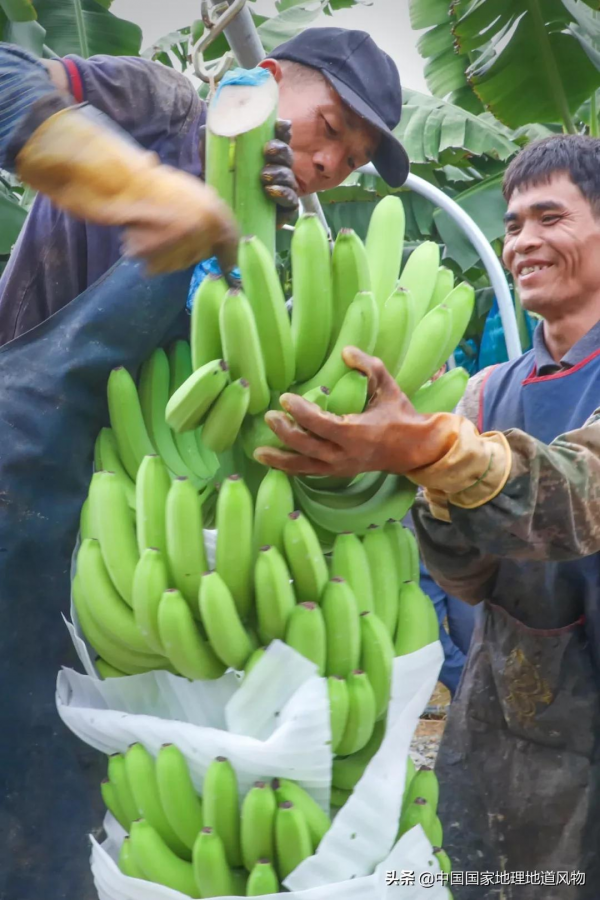 557億斤！5個第一！3個第二！水果大省廣西，到底有多“豪”？