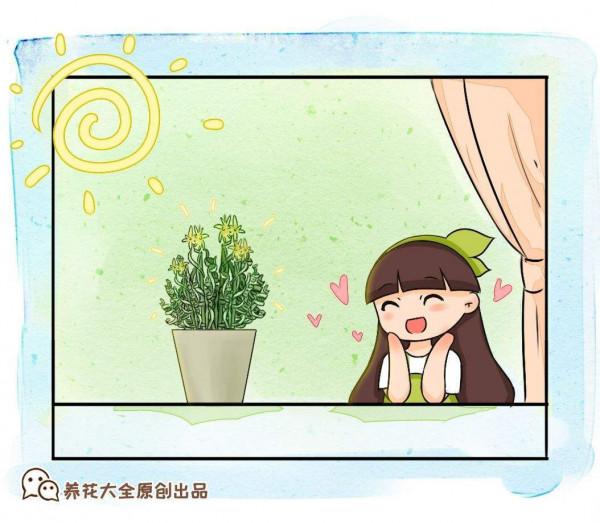 家裡養花比不上花市?做好這5點,花朵又靚又美 家裡養花比不上花市?做好這5點,花朵又靚又美