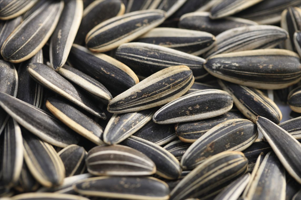 開學返校季，同學們忙著曬特產，山東室友最好客，河南室友最實誠