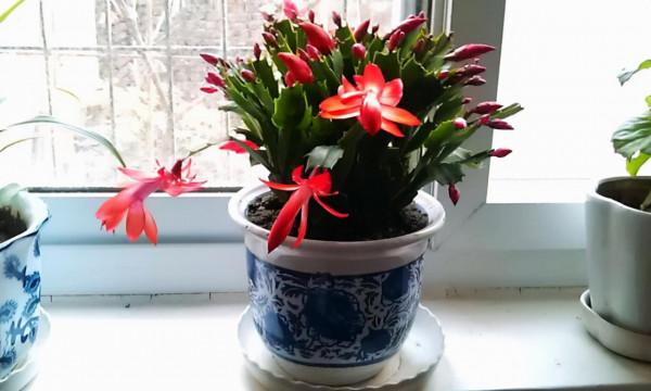 適合立冬後養的“9種花”,喜歡溫涼愛開花,有的花美,有的花香 適合立冬後養的“9種花”,喜歡溫涼愛開花,有的花美,有的花香