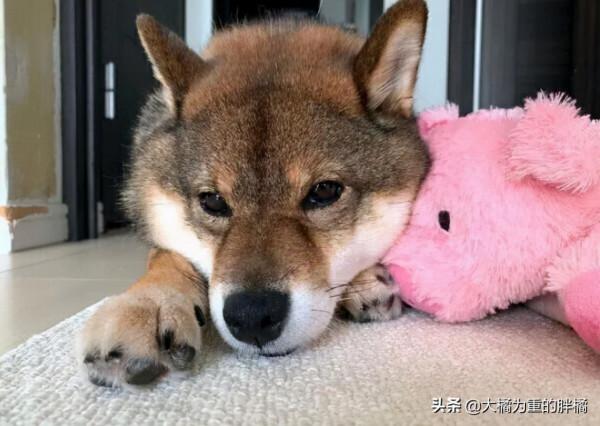 2歲柴犬成了“繁殖犬”,卻因一張傳單,女子花一週教它走路回家 2歲柴犬成了“繁殖犬”,卻因一張傳單,女子花一週教它走路回家