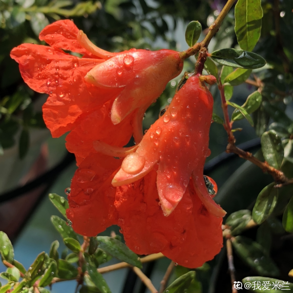 家有庭院,養好石榴盆栽,好運自然來 家有庭院,養好石榴盆栽,好運自然來