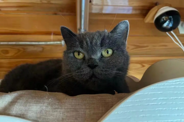 《論“肚腩”對小貓咪的重要性》