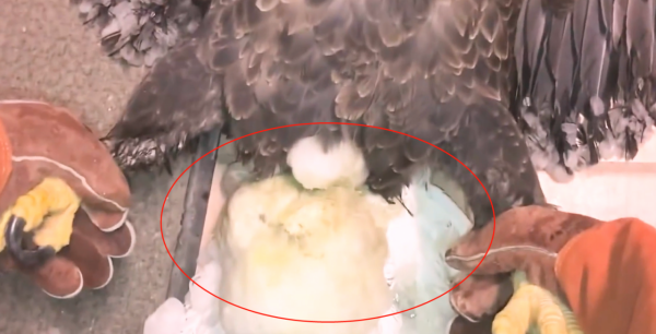 老鷹凍在湖面無法動彈,過路大叔趕緊幫忙,還有小貓咪也需要幫助 老鷹凍在湖面無法動彈,過路大叔趕緊幫忙,還有小貓咪也需要幫助