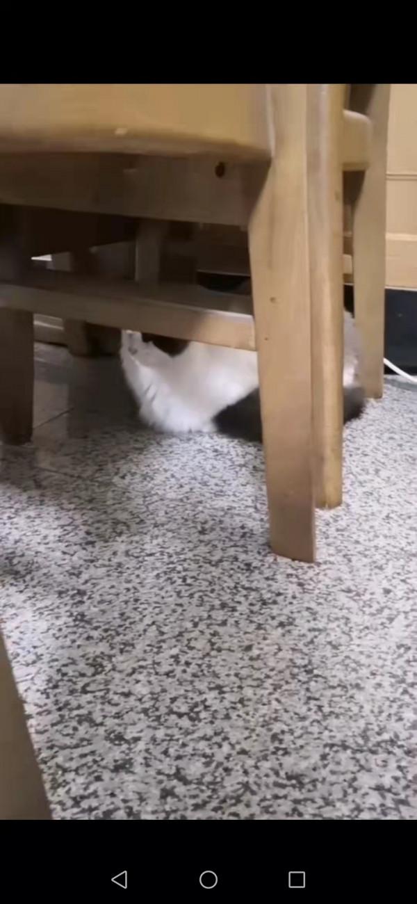 兩個貓星人的愛恨情仇