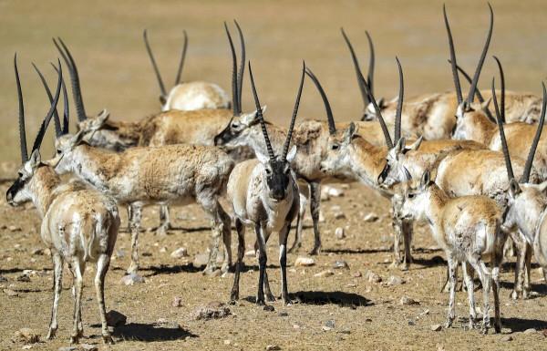 西藏出現上萬頭藏羚羊，在高原上追逐狂奔，空中俯瞰場面恢宏