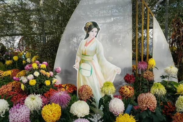 京城菊展拾尾