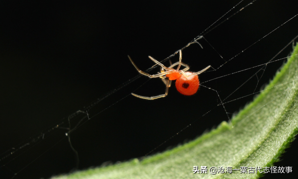 古代志怪故事：鄭信遇紅白蜘蛛精