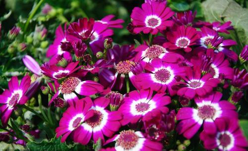 這些花“深藏不露”，別看便宜，不僅好養顏值還高，越養越上癮