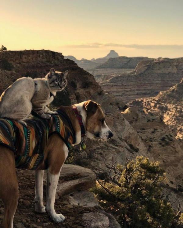 兩人一貓一狗四處探險旅行,每一幕都萌翻天 兩人一貓一狗四處探險旅行,每一幕都萌翻天