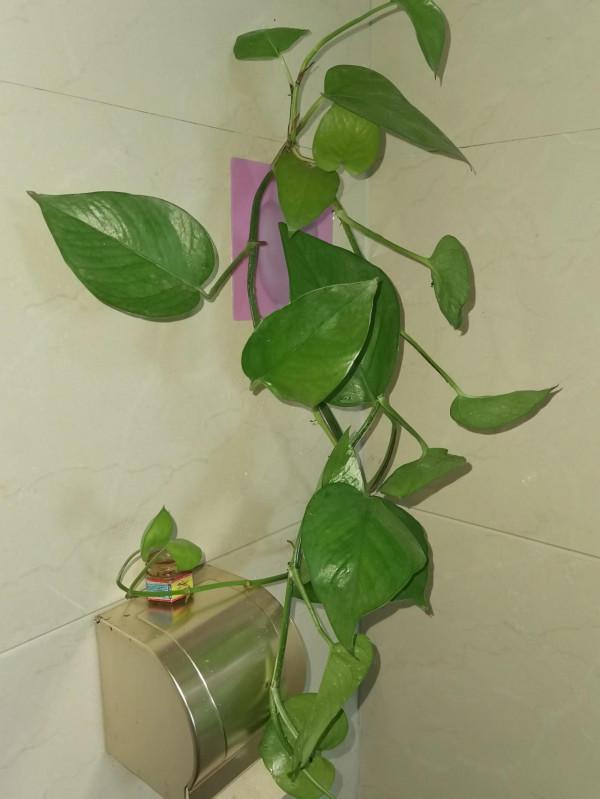 如何讓衛生間美觀大氣、舒適雅緻、空氣清新? 如何讓衛生間美觀大氣、舒適雅緻、空氣清新?