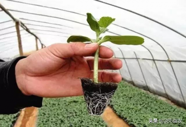 送你一份二月蔬菜種植管理表，不要錯過！內含全套技術