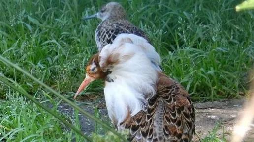 流蘇鷸：為什麼會被稱為鳥類中獨樹一幟的奇葩？竟是學廢了ps技術