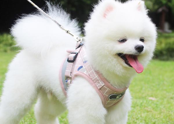 秋季養博美,這些“小問題”該注意,不然容易生病了 秋季養博美,這些“小問題”該注意,不然容易生病了