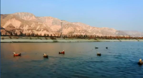 洽川黃河溼地：群鳥靈動 繪就壯美畫卷