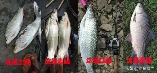 如何釣泰鯪？介紹自己一直使用的私家配方，或許能讓你拉到手抽筋