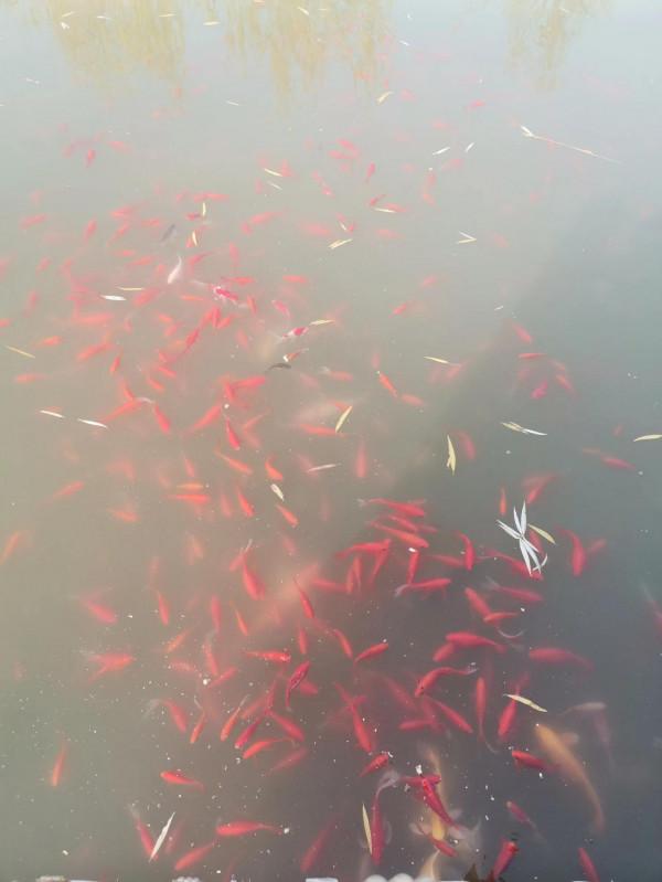 公園湖畔，景色宜人