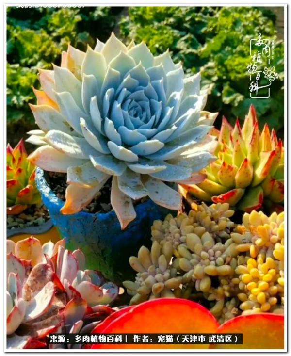 人生紛亂奈我幾何，與多肉相伴度年華