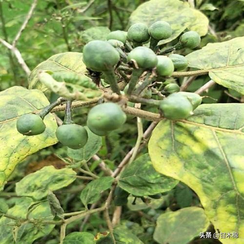 帶你回味童年吃過的46種野果子，記憶中的味道你還記得嗎？