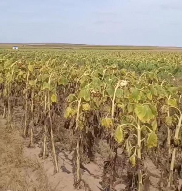 辛苦小半年 內蒙古一農戶葵花空癟超70% 辛苦小半年 內蒙古一農戶葵花空癟超70%