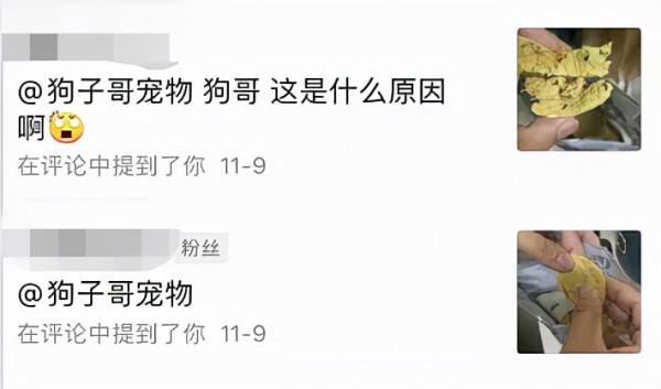 又有人在進口凍幹裡發現蟲子，有蟲能解決嗎？寵物主怎麼辦？