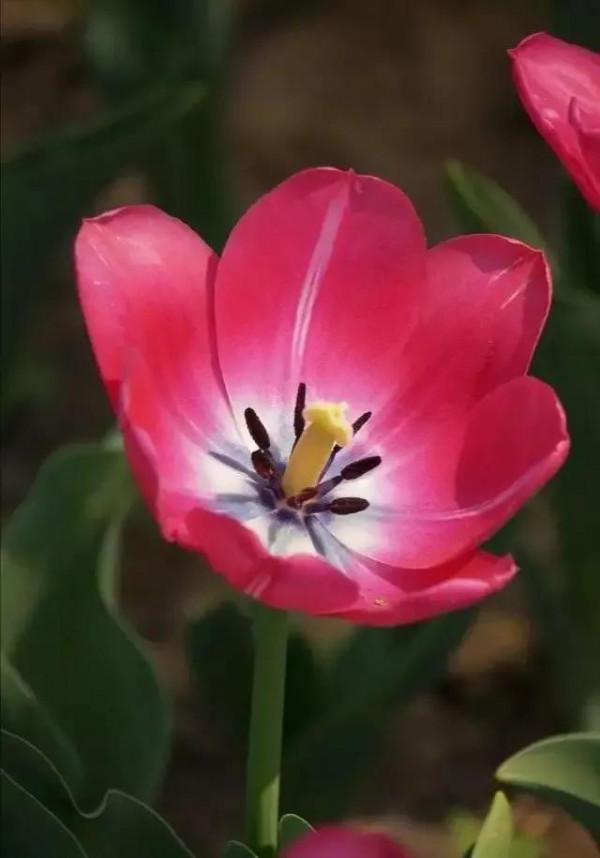 世界金獎醉美的花卉