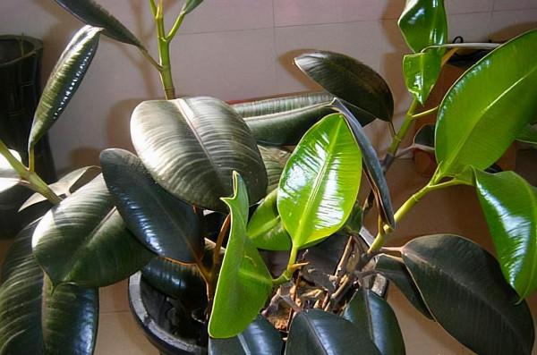 &OpenCurlyDoubleQuote;懶人&rdquo;就養這10種花，一個月不澆水也死不了，多曬少管更健壯