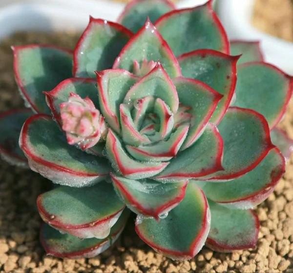 別再自稱養花高手了，這兩款多肉就能讓你分不清，葉片肥美又鮮豔