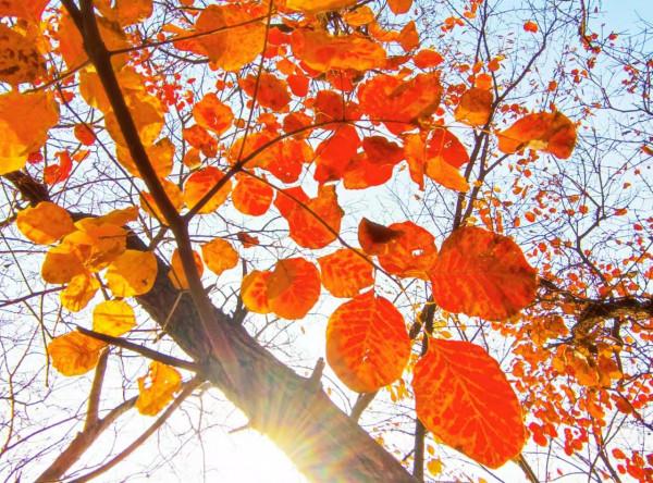 玉淵潭秋色秋韻,像莫奈筆下的畫 玉淵潭秋色秋韻,像莫奈筆下的畫