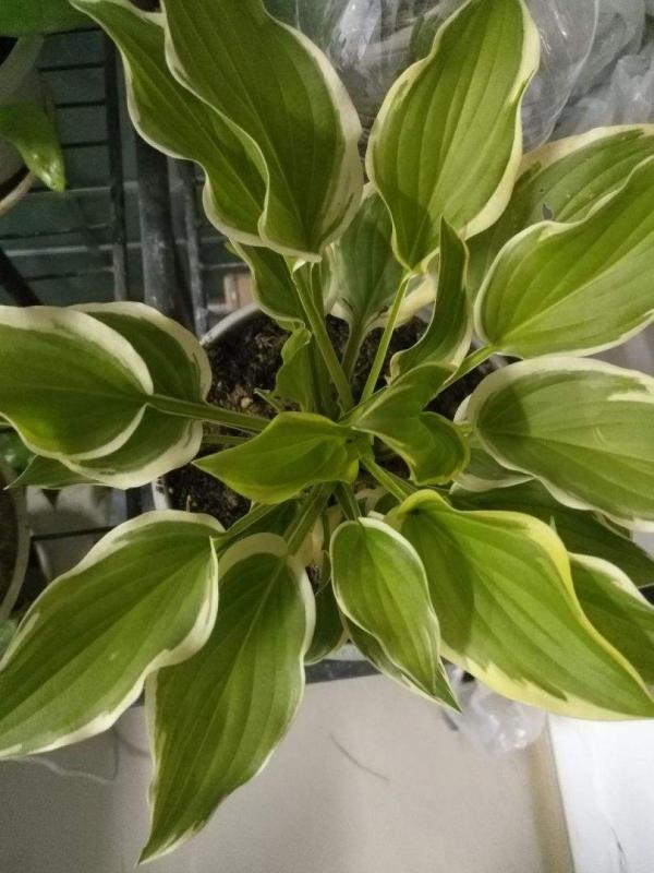 家裡沒光照，就養盆玉簪，耐陰開花多