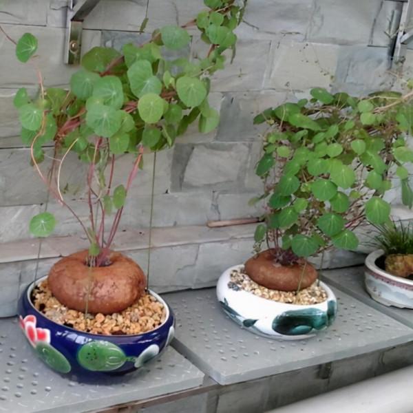 家裡面想打造成植物牆的話，可以在家裡養山烏龜這種植物