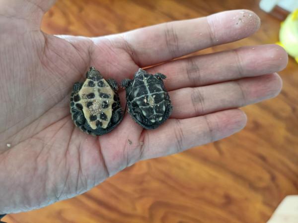 從出殼養到大的浪漫,烏龜蛋孵化選購經驗談及龜苗過冬裝備推薦 從出殼養到大的浪漫,烏龜蛋孵化選購經驗談及龜苗過冬裝備推薦