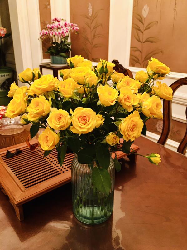 小心帶刺的玫瑰！危險又迷人，不會養護可要出大問題