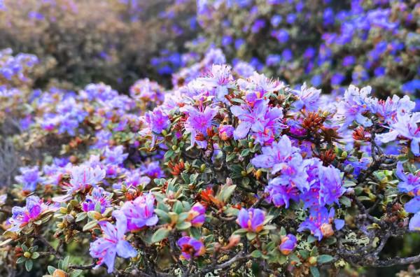 滇川藏24天之旅(四十三)木裡寸冬海子，一個值得再去的遠方