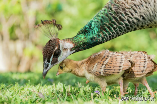 27種動物照片大集合,出生不久的小刺蝟長成這樣,大自然真神奇 27種動物照片大集合,出生不久的小刺蝟長成這樣,大自然真神奇