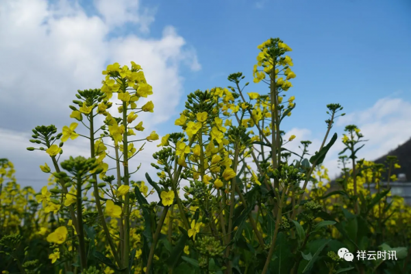 米甸鎮：早春時節菜花香
