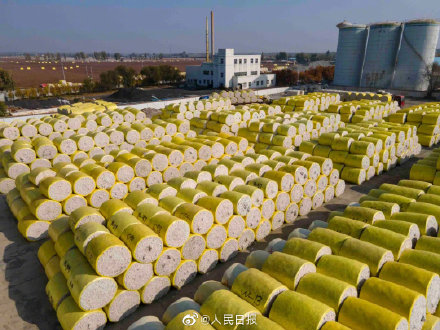 遍地“金蛋”!新疆棉收購現場太舒適了 遍地“金蛋”!新疆棉收購現場太舒適了
