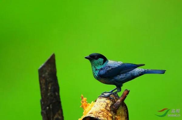 唐加拉雀集合，30只小小鳥