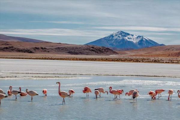 玻利維亞會是下一個沙特嗎