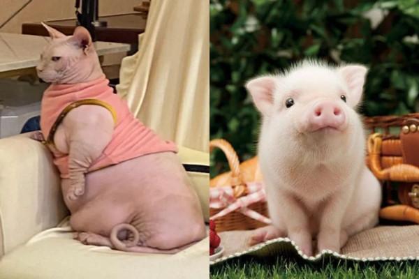 別的貓胖起來算可愛,無毛貓胖起來的畫風...噗哈哈哈哈 別的貓胖起來算可愛,無毛貓胖起來的畫風...噗哈哈哈哈