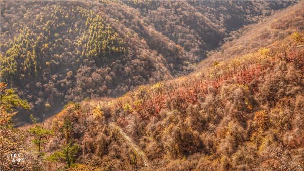 又快到了去本溪賞楓的季節，楓林谷是我退休以後每年都要去的地方