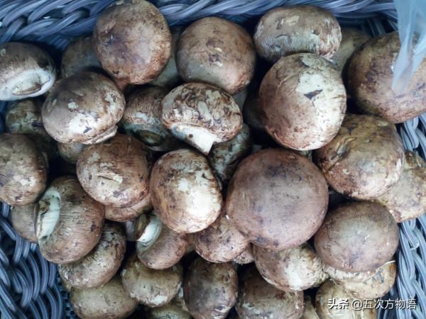 菜市場菌類大彙總