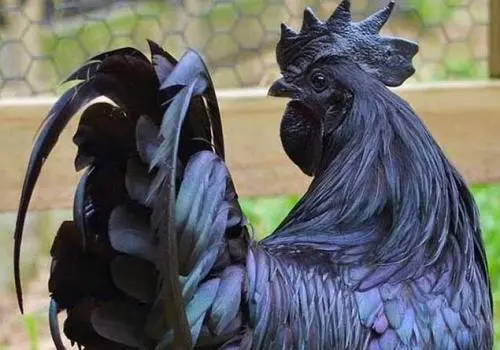 你真的吃得起雞嗎？價值不菲的六種“雞中貴族”，什麼雞值一套房