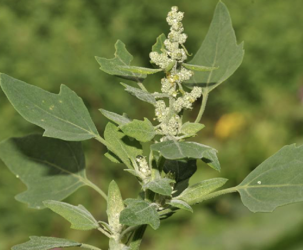 藜麥是一種什麼樣的植物？